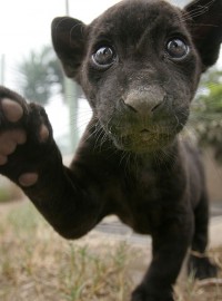 black-baby-jaguar