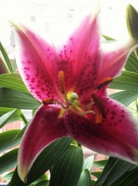 blooming